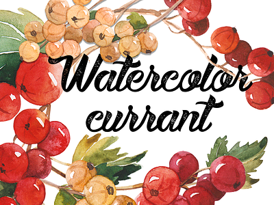 Watercolor currant autumn berries currant draw food illustration logo nature paint red watercolor watercolor currant