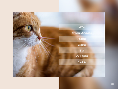 DailyUI #006 User Profile.2 006 cat clean dailyui jrdickie pet sketch ui uidesign userprofile ux uxdesign