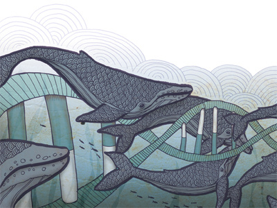 Whales dna humpback illustration migration ocean whales