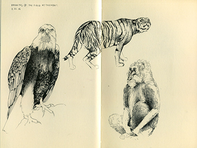 Field Museum animals baboon eagle field museum illustration nature sketch sketchbook tiger