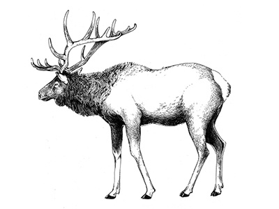 Elk banff elk illustration ink national park nature