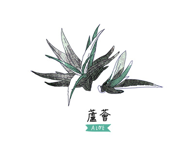 Aloe aloe chinese fruit illustration mandarin nature plant