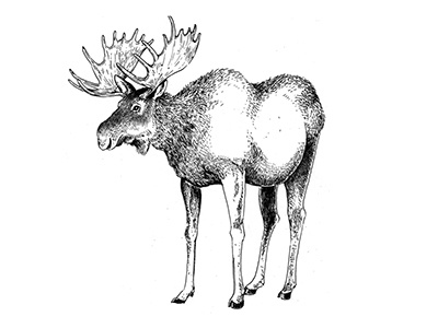 Hey Moose animal banff illustration moose national park nature sketch wilderness