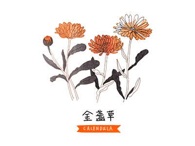 Calendula calendula chinese flower illustration mandarin nature plant