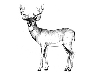 Hi Mule Deer animal banff deer illustration mule national park nature wilderness