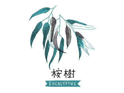 Eucalyptus chinese eucalyptus illustration mandarin nature plant