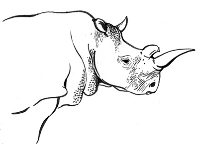 White Rhino animal conservation endangered illustration nature rhino sketch species wildlife