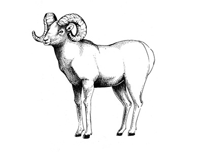 Bighorn Sheep banff bighorn illustration ink national park nature sheep