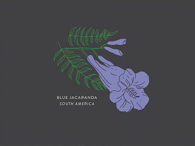 Blue Jacaranda botany floral flower illustration nature