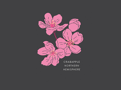 Crabapple botany crabapple floral flower illustration