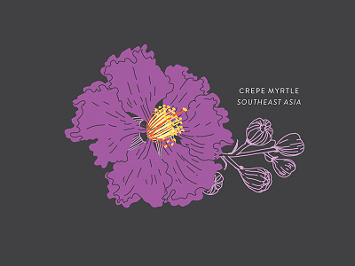 Crepe Myrtle botany crepe myrtle floral flower illustration