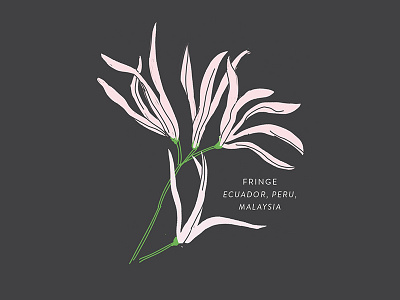 Fringe botany floral flower fringe illustration