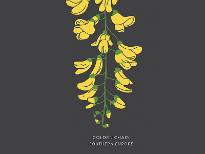 Golden Chain botany floral flower golden chain illustration