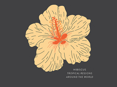 Hibiscus botany floral flower hibiscus illustration