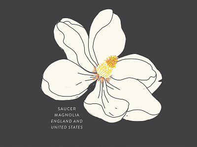 Saucer Magnolia botany floral flower illustration magnolia