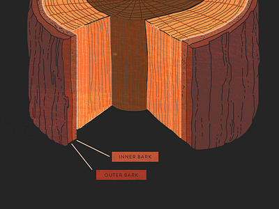 Layers of bark bark illustration nature tree wood