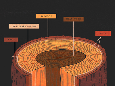 Layers of bark bark illustration nature tree wood