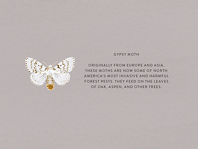 Gypsy Moth gypsy moth illustration insect moth nature