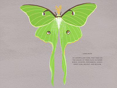 Luna Moth illustration insect luna moth moth nature