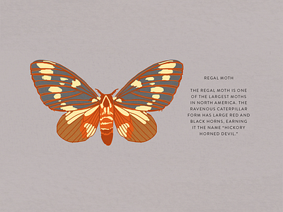 Regal Moth illustration insect moth nature regal moth