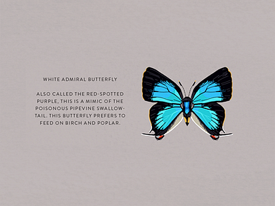 White Admiral Butterfly butterfly illustration insect nature white admiral butterfly