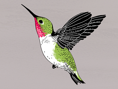 Hummingbird drawing flowers hummingbird illustration pollination