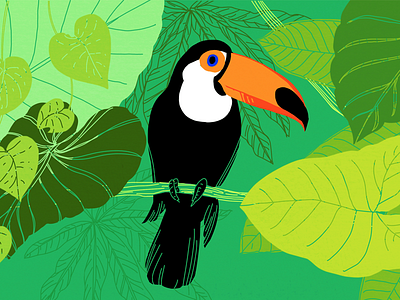 Toucan bird illustration jungle toucan trees