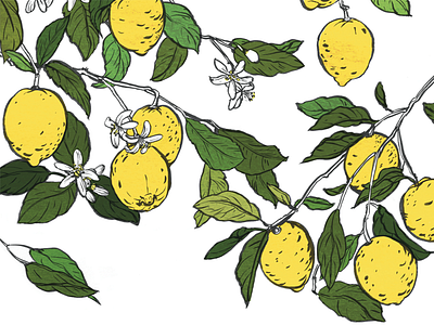 Lemons book drawing illustration lemons trees