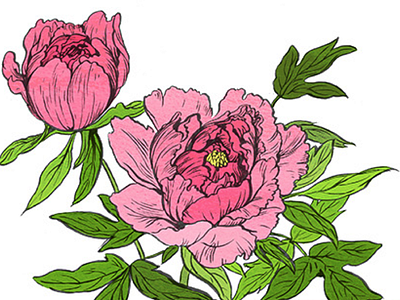 Peonies