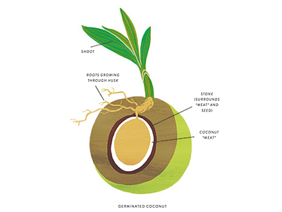 Germination coconut drawing germination illustration seed