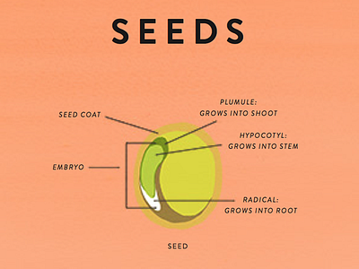 Seeds book drawing illustration nature seed