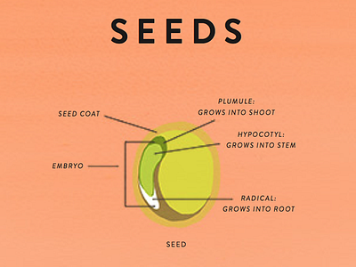 Seeds