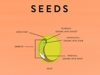 Seeds