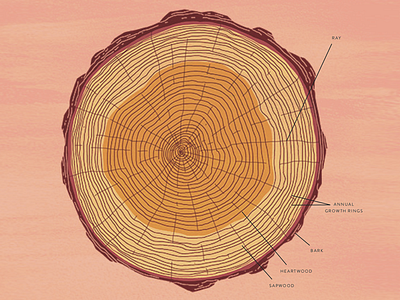 Cross section book diagram illustration tree wood