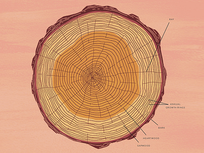 Cross section