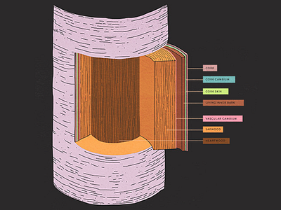 Cork cork diagram illustration trees