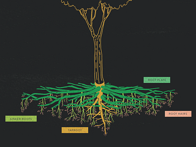 Root Plate book diagram illustration roots trees