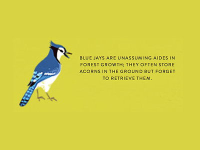 Blue Jay