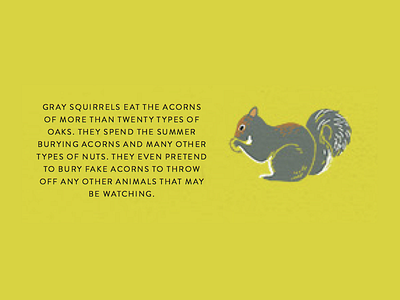 Squirrel animals drawing illustration nature squirrel