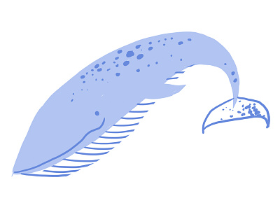 Blue Whale drawing illustration mammal nature ocean sea whale