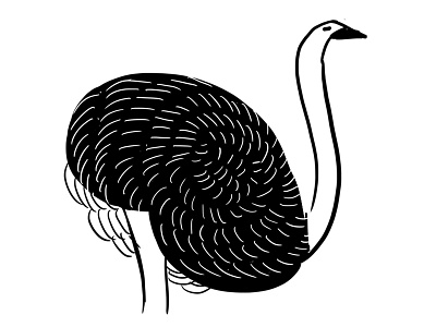 Ostrich bird bird illustration drawing nature ostrich