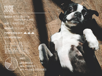 Susie boston terrier data visualization dog infographic killer infographics photography poop