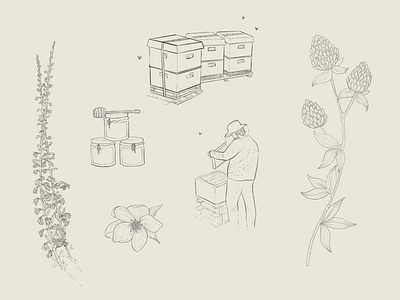Illustrations for Himmelsk Honning beekeeper hand drawn honey illustrations organic procreate vintage