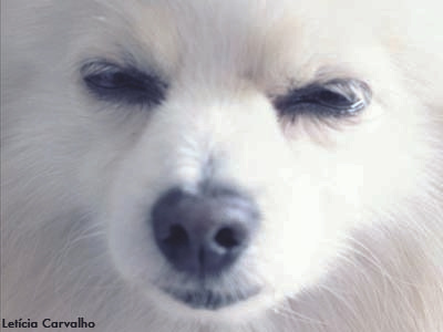 Dogg dog pet sleepy white