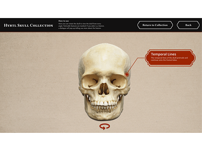Mutter Museum Hyrtl Skull Collection Interactive Skull Viewer figma retro design ui ux