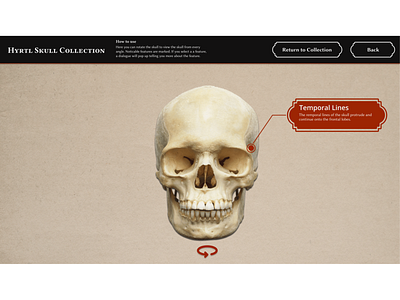 Mutter Museum Hyrtl Skull Collection Interactive Skull Viewer