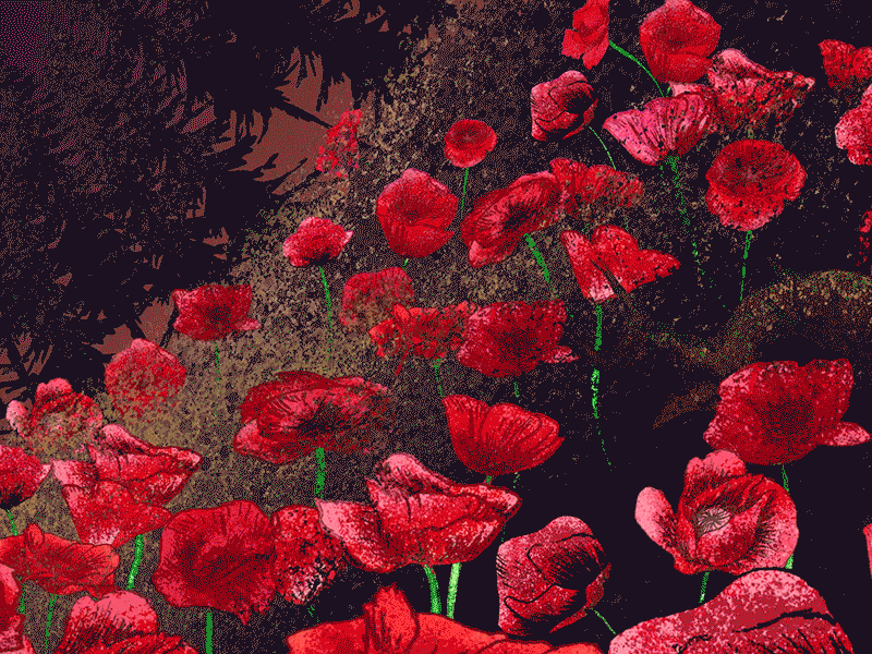 Poppy Field aftereffects animation forest gif nature poppy