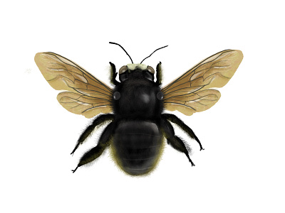 Xylocopa bee illustration