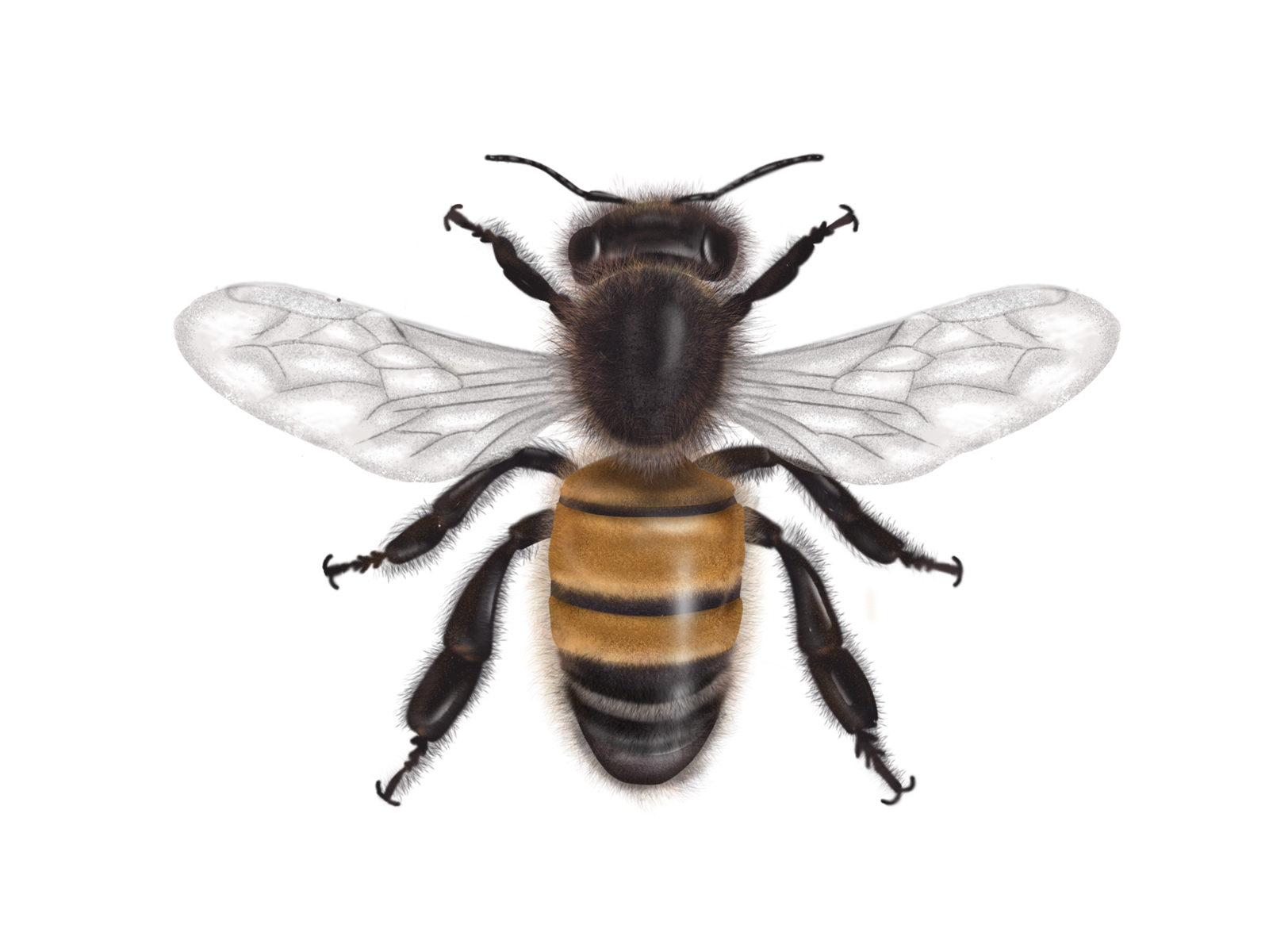 Apis Mellifera by Carolina Parra on Dribbble