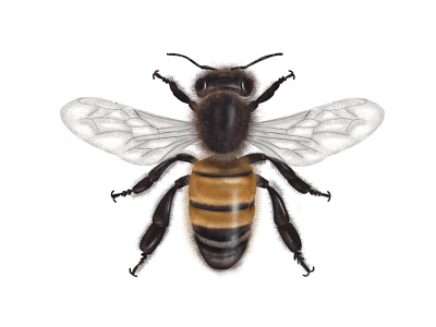 Apis Mellifera bee illustration
